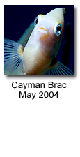 Photos from Cayman Brac