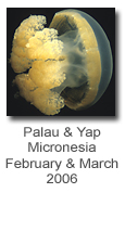 Photos from Palau & Yap