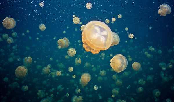 Jellyfish12