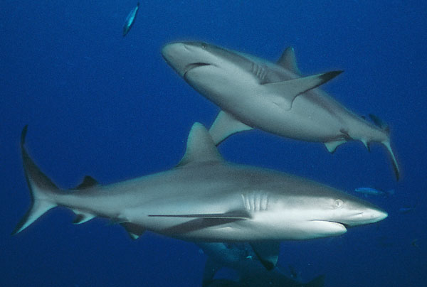 Sharks26