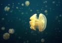 Jellyfish15