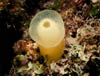 yellowtunicate