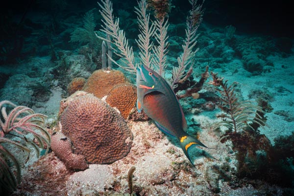 1_20_Stoplight_Parrotfish