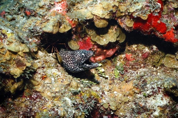 4_11A_Spotted Moray
