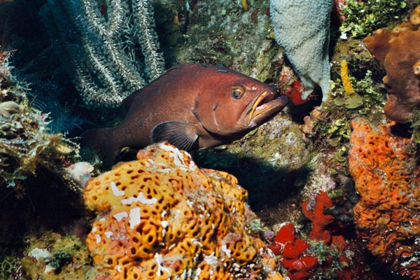 4_7A_Grouper_Cleaning