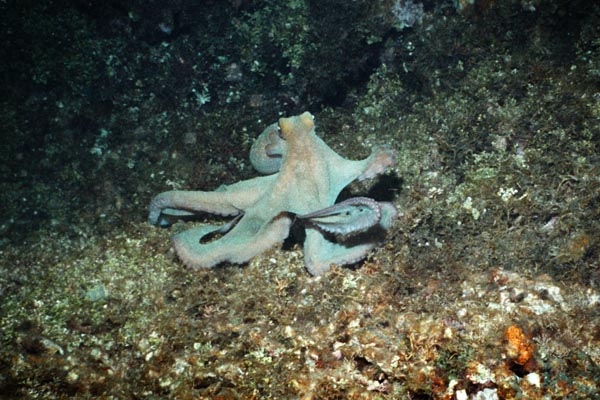 6_06_Octopus
